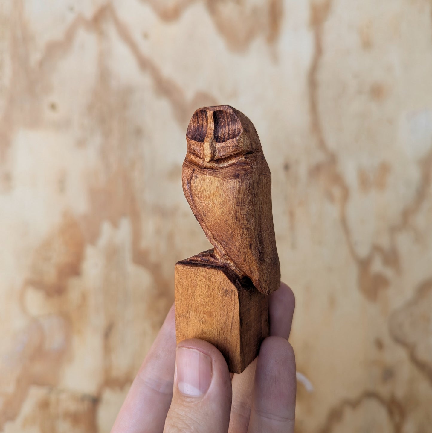 Small Owl #1