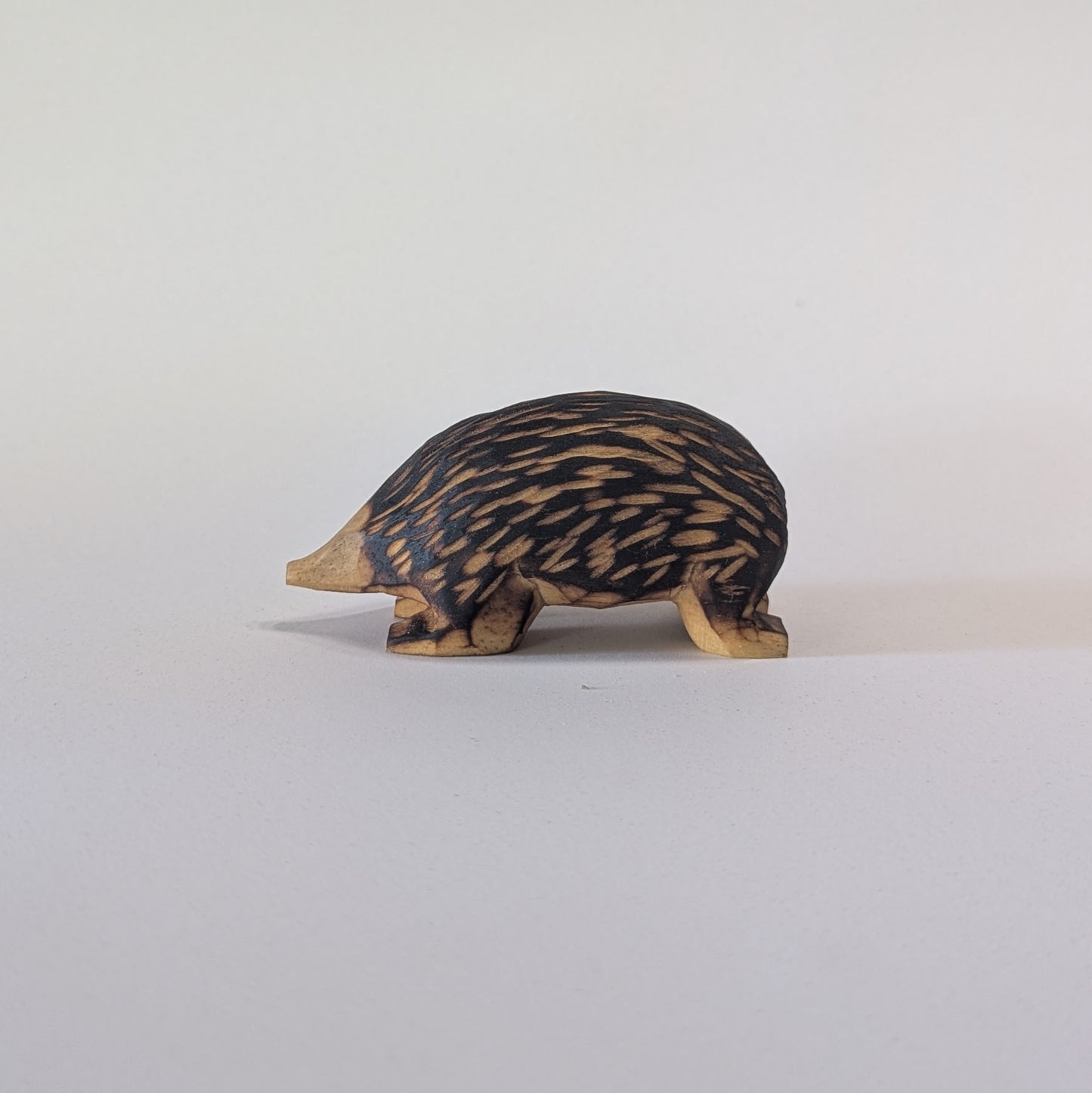 Echidna
